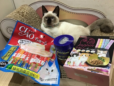 里親募集型猫カフェ  えこねこ