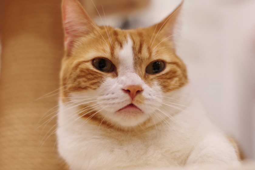 猫カフェもふにゃん