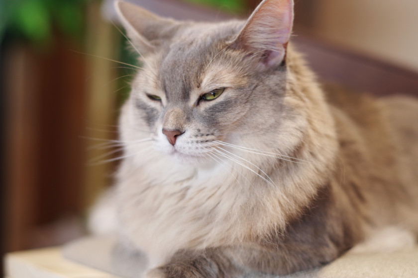 猫カフェもふにゃん