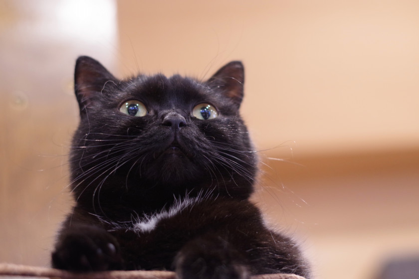 猫カフェもふにゃん