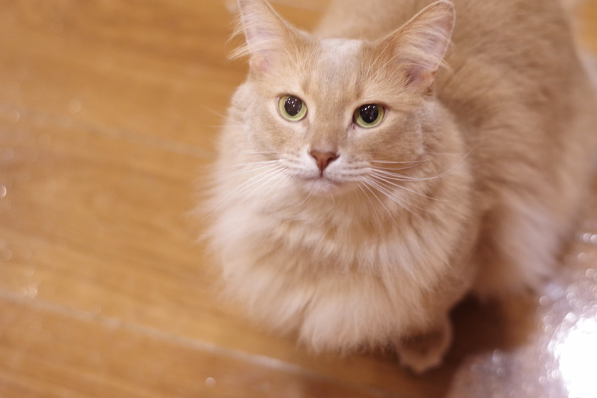 猫カフェもふにゃん