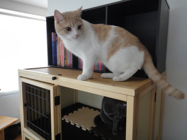 CatRoomこるね