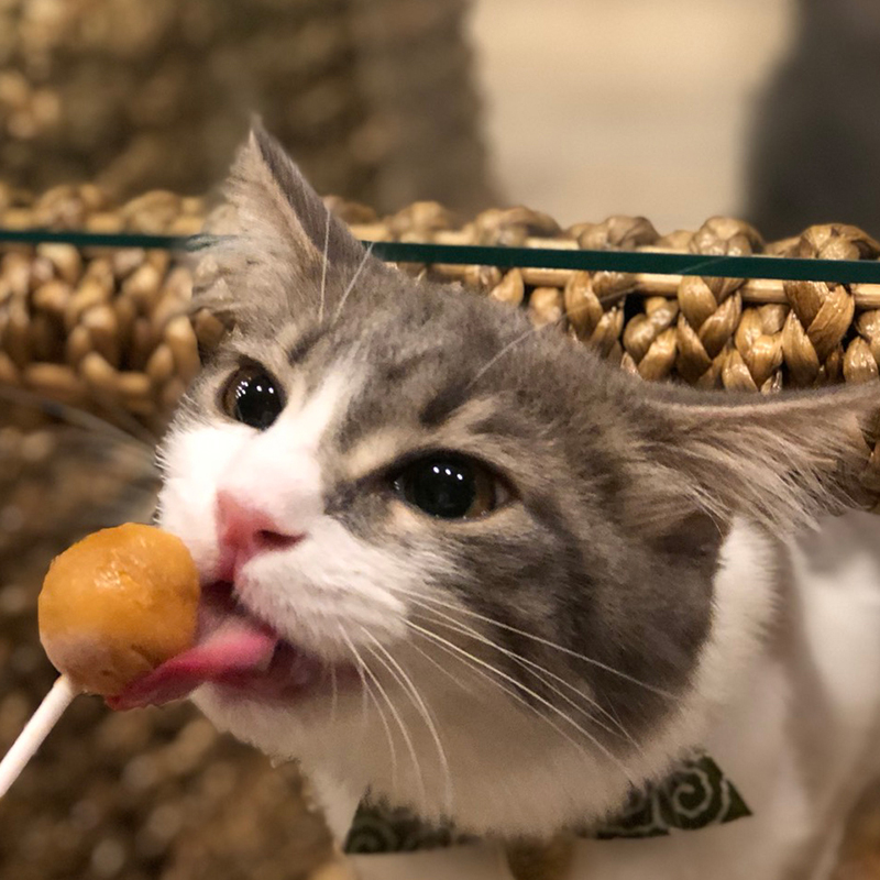 猫喫茶 空陸家plus高円寺ジャングル店