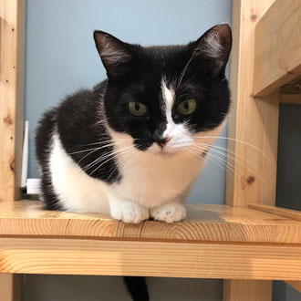 譲渡型保護猫カフェ　新中野miagolareミャゴラーレ