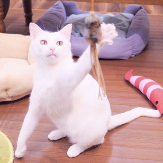 譲渡型保護猫カフェ　新中野miagolareミャゴラーレ