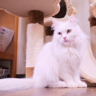 譲渡型保護猫カフェ　新中野miagolareミャゴラーレ