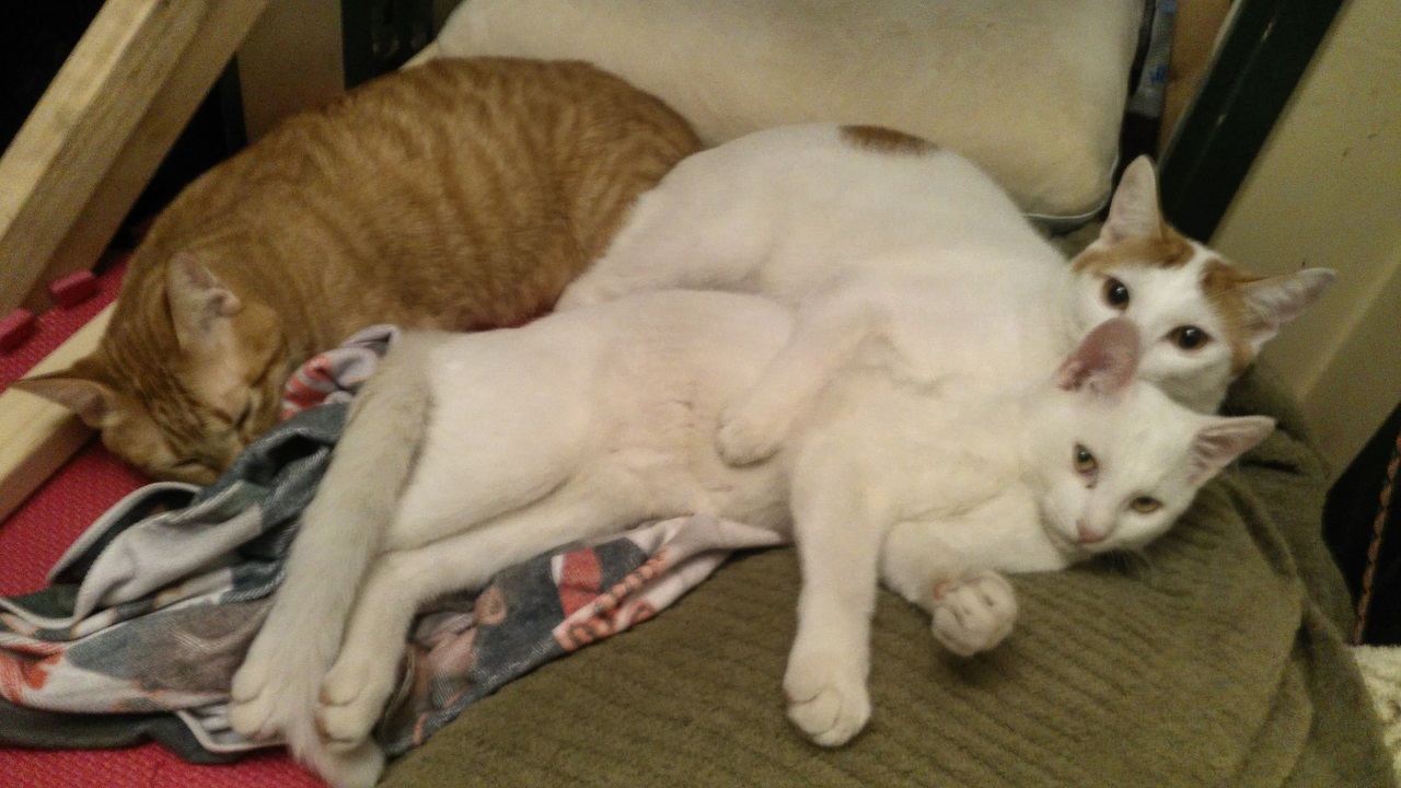 北坂戸の占い喫茶SORBUS（ソーバス）