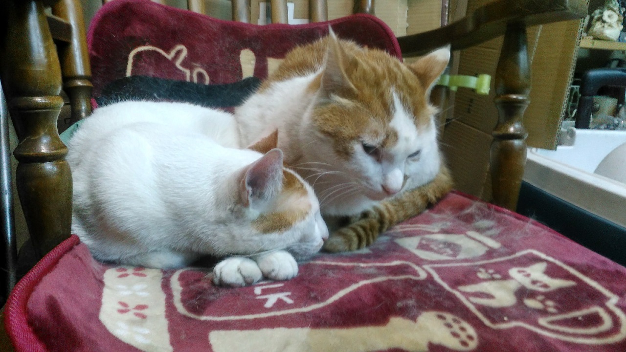 北坂戸の占い喫茶SORBUS（ソーバス）