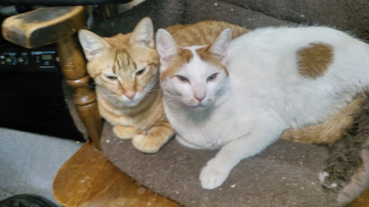 北坂戸の占い喫茶SORBUS（ソーバス）