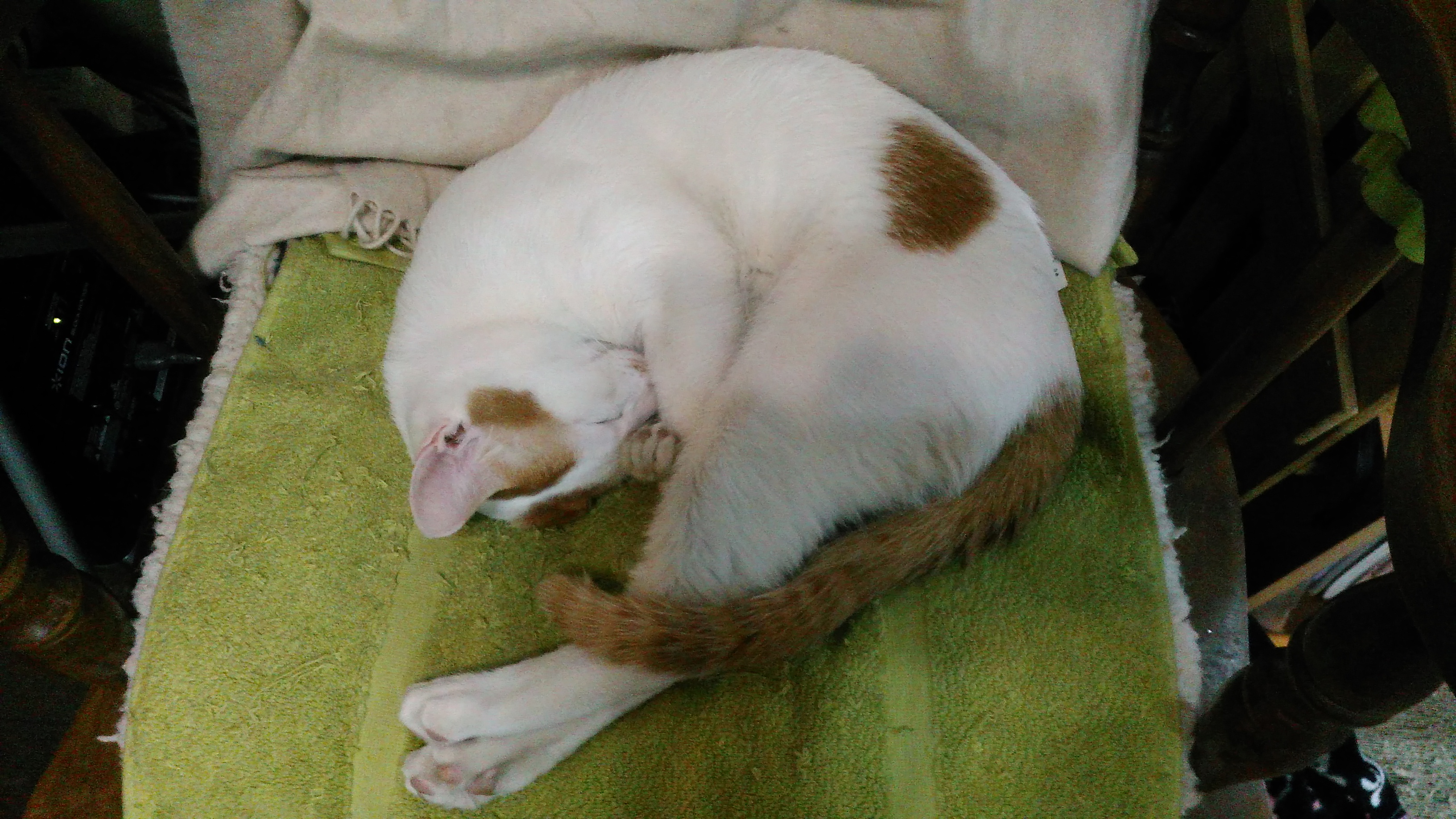 北坂戸の占い喫茶SORBUS（ソーバス）