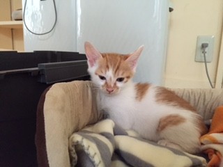 ねこのひみつ基地