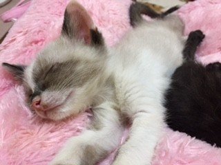 ねこのひみつ基地