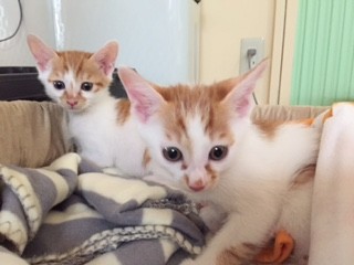 ねこのひみつ基地