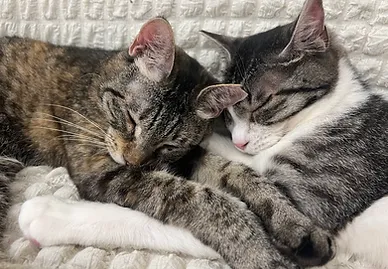 保護猫カフェPorta