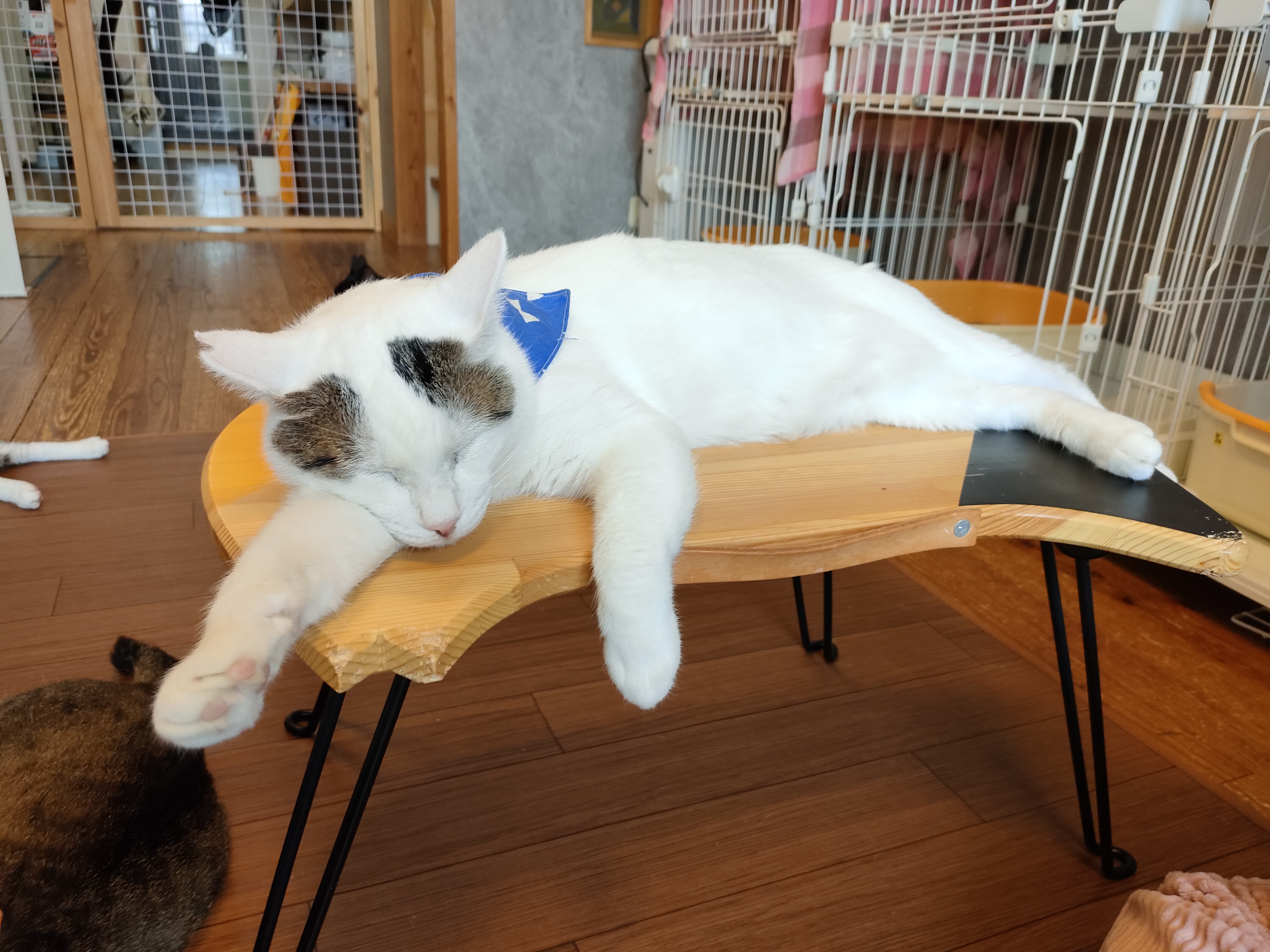 ネコリパブリック東京谷中 しにものぐるい店