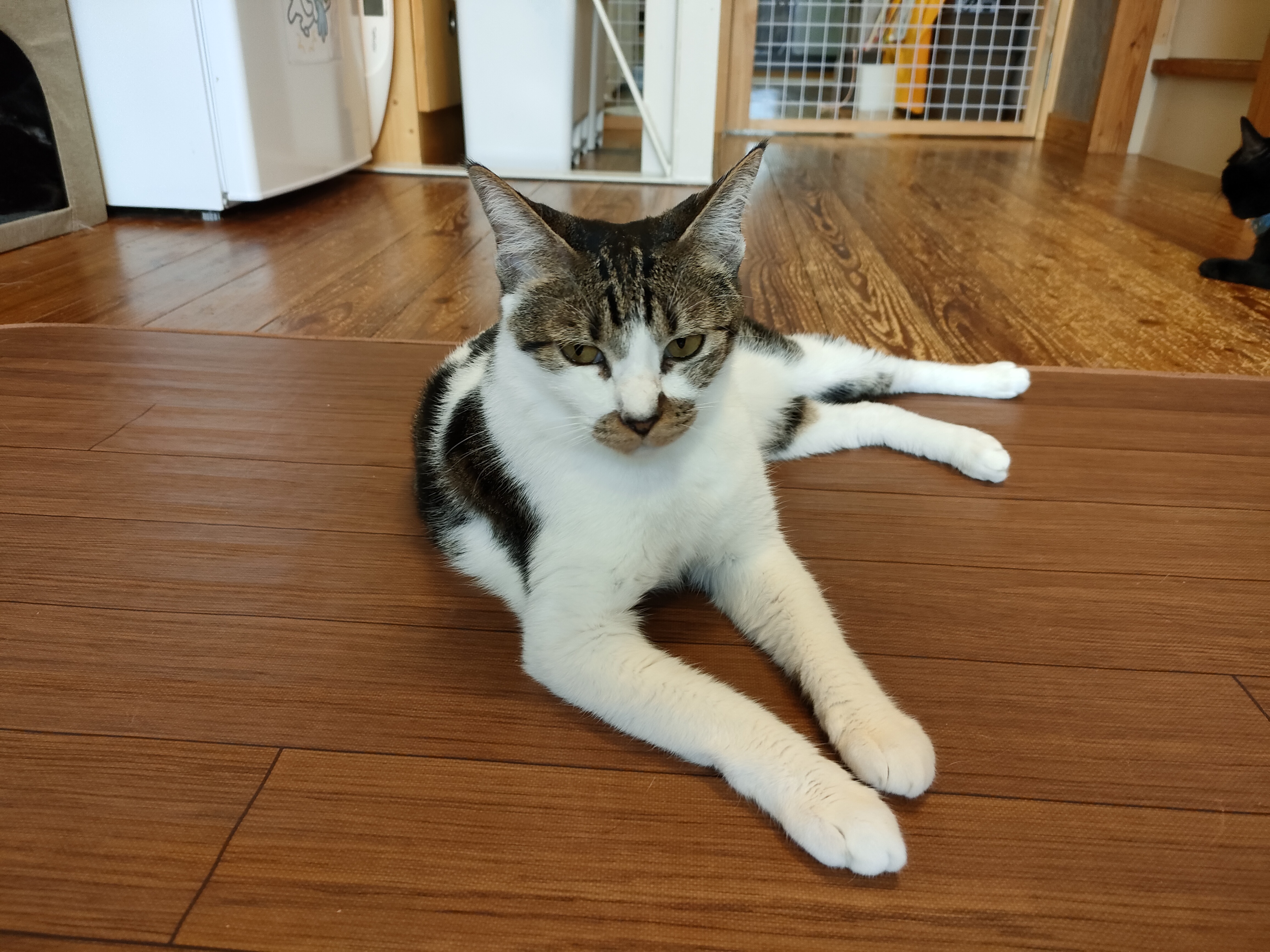 ネコリパブリック東京谷中 しにものぐるい店