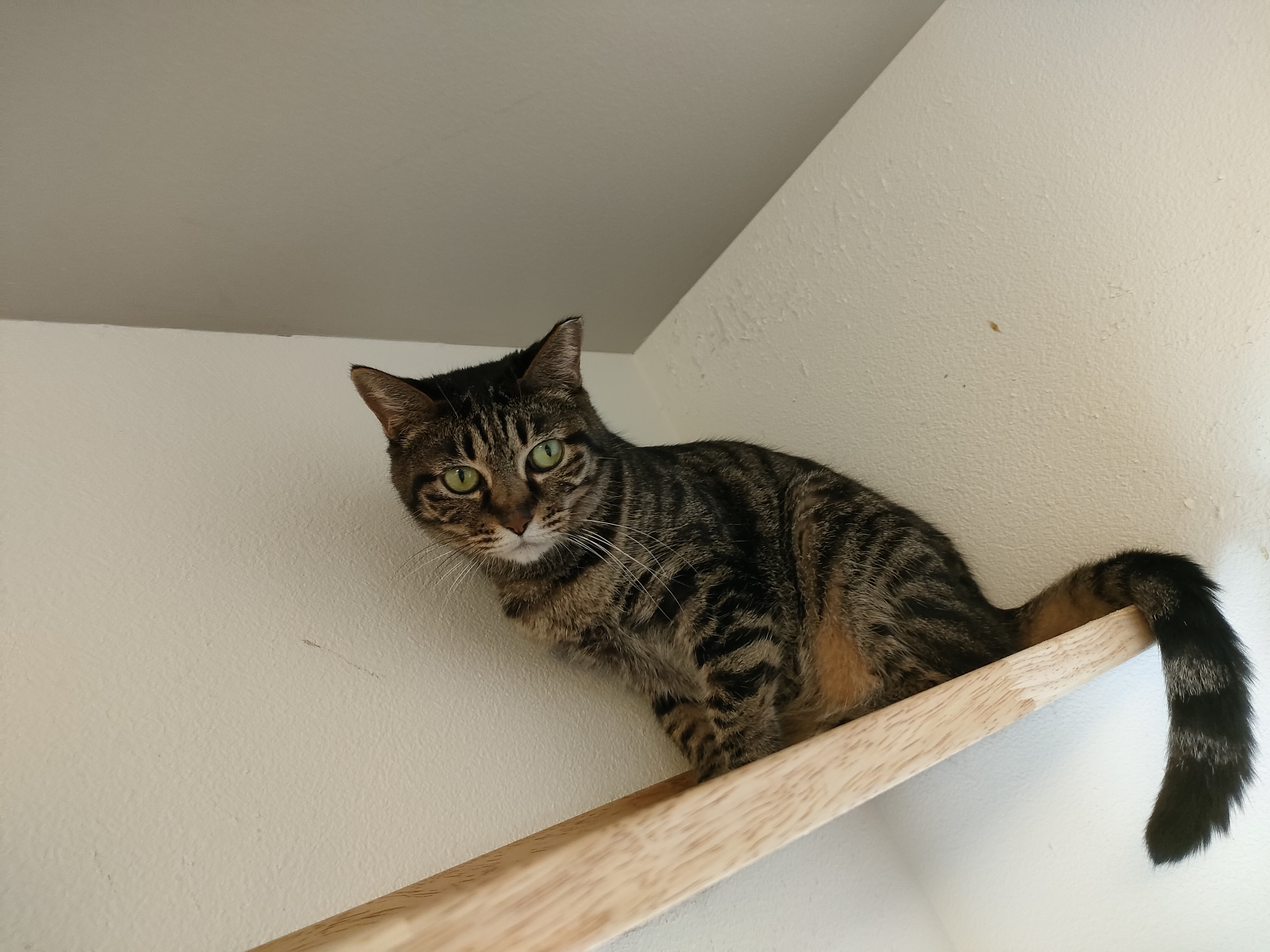 ネコリパブリック東京谷中 しにものぐるい店