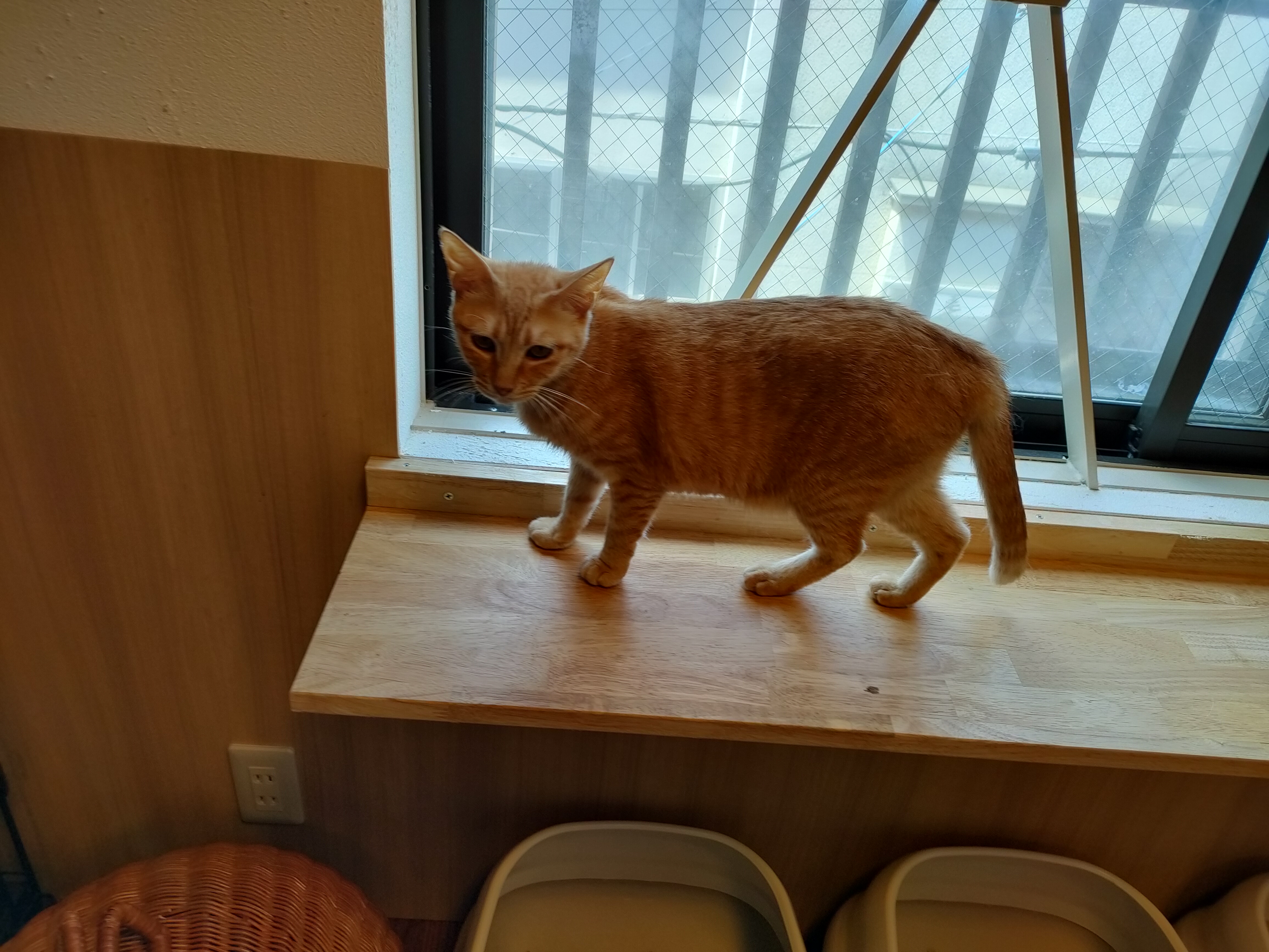 ネコリパブリック東京谷中 しにものぐるい店