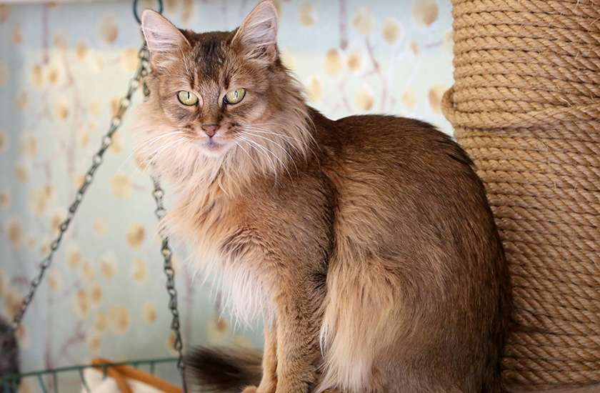 ネコの館 | 富士サファリパーク