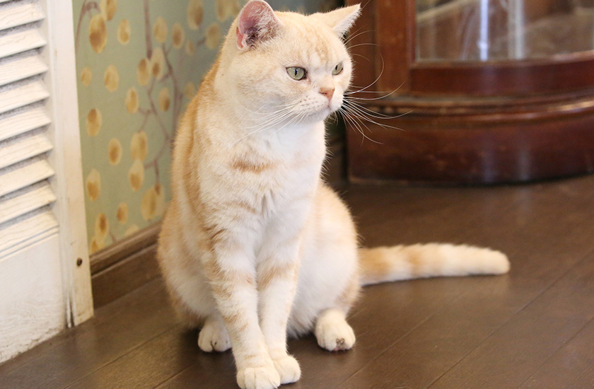 ネコの館 | 富士サファリパーク