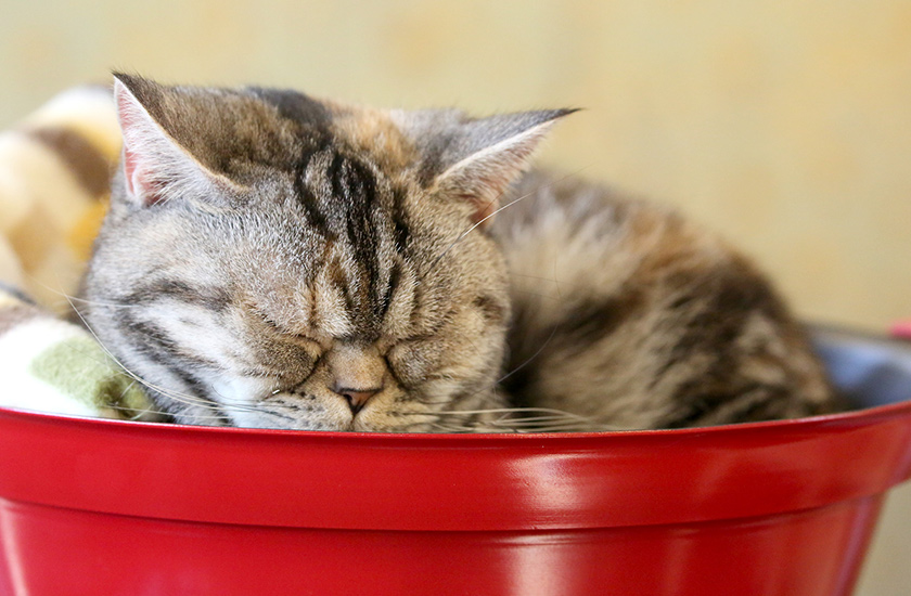 ネコの館 | 富士サファリパーク